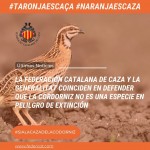La Federació Catalana de Caça i la Generalitat coincideixen en defensar que la guatlla no és una espècie en perill d’extinció
